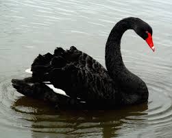 Is Your Business Resilient To Grey Rhinos And Black Swans?